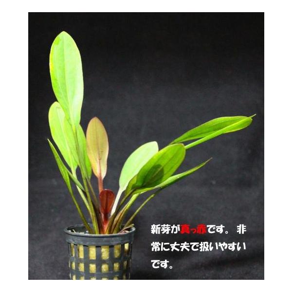 エキノドルス・ディープパープル（1株）◇新芽が赤い