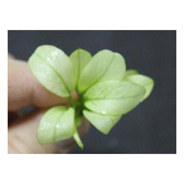 アヌビアス ナナ “ミルキー”（1株）◇小さくて白く 可愛らしい。丈夫