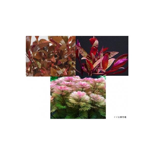 赤系水草セット アルテルナンテラレインキーミニ、レッドグラス、カモンバレッド ◆水槽のワンポイントに◆