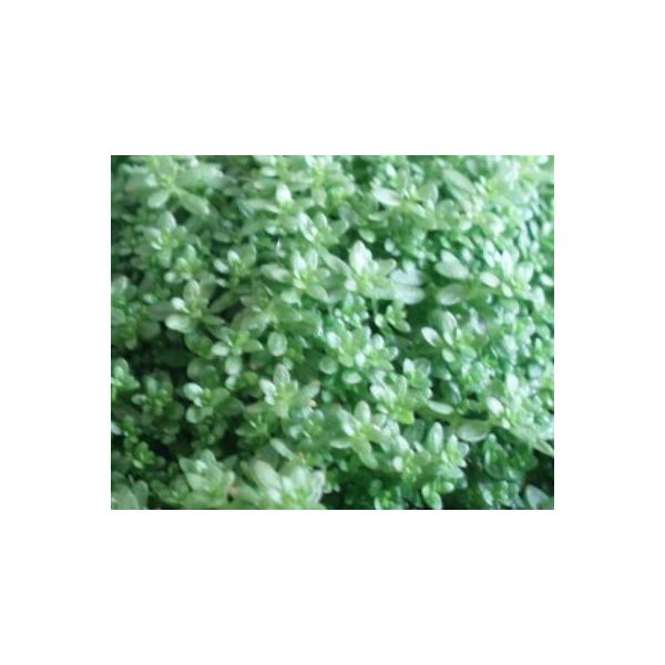 キューバパールグラス 総合 Favofavoitems