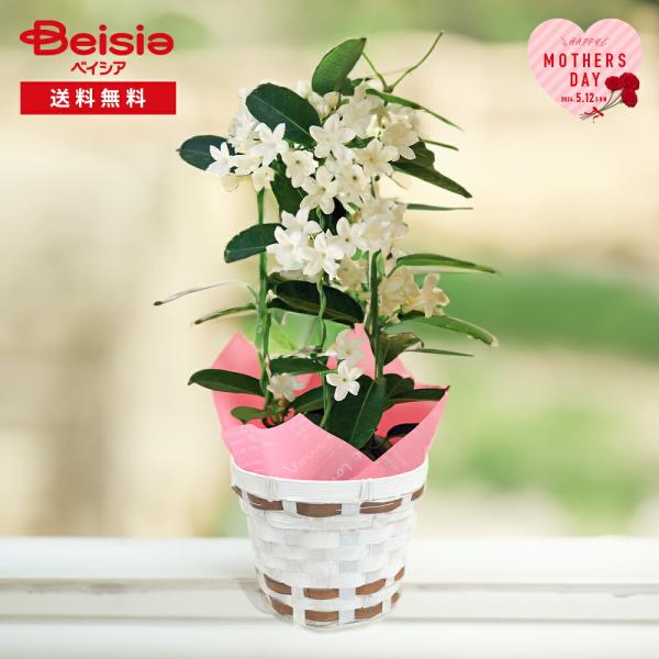 ジャスミン ガーデニング 生花の人気商品 通販 価格比較 価格 Com