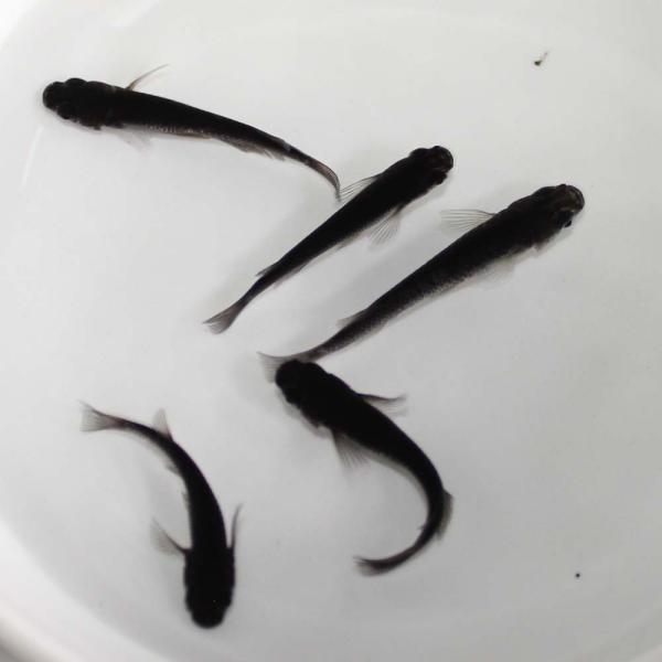 メダカ 卵 オロチ みんな探してる人気モノ メダカ 卵 オロチ ペット ペットグッズ