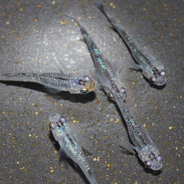 believeshop_0003-ysr05