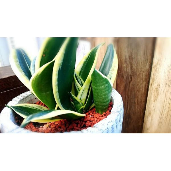 サンスベリア ハニーバニー ５号鉢植え受皿付 １鉢 Buyee Buyee Jasa Perwakilan Pembelian Barang Online Di Jepang