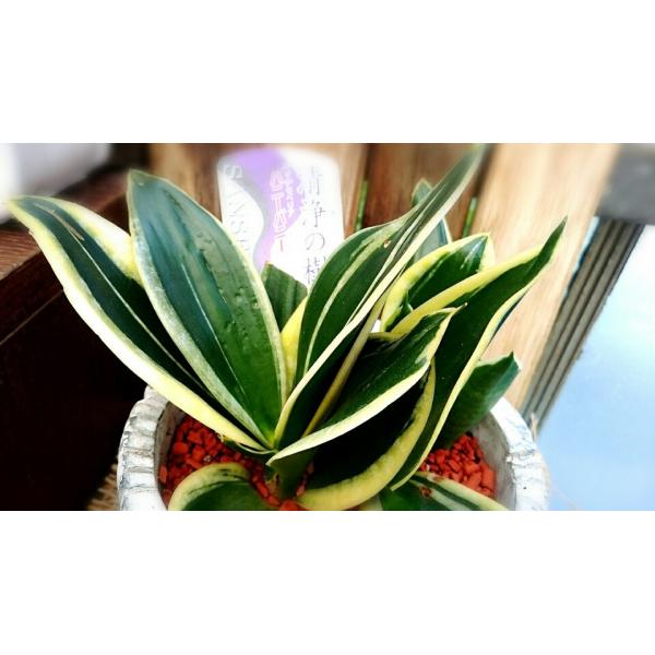 サンスベリア ハニーバニー ５号鉢植え受皿付 １鉢 Buyee Servicio De Proxy Japones Buyee Compra En Japon