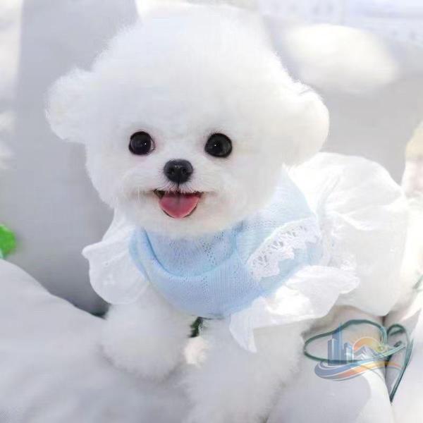 犬ぬいぐるみ ペットおもちゃ マルチーズ ぬいぐるみ アドバンスト リアルイヌ インテリア 誕生日 プレゼント ギフト クリスマス 家庭用 業務用 日常使い