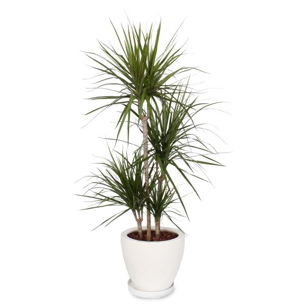 観葉植物 8号 ドラセナ」の人気商品一覧 | 安い商品を通販サイトから