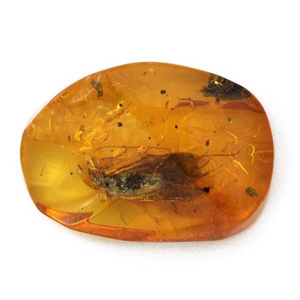 琥珀 コハク [AB251] 虫入り 昆虫 琥珀（虫入り）3.86ct 1個限定 製品オーダー可能 : ジュエリー