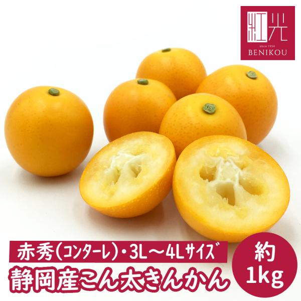 【予約・1/29（木）から順次出荷開始】【赤秀品（秀品）】 こん太きんかん 約1kg (2L〜4Lサイズ) 「北海道・沖縄は送料＋1100円」 金柑 コンターレ