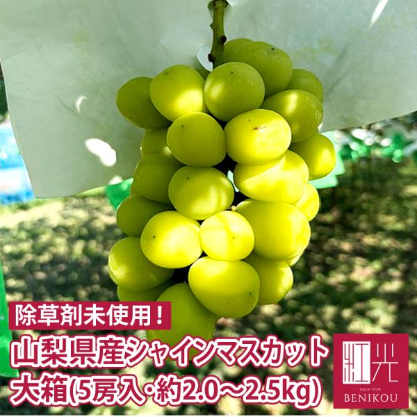 【送料無料】山梨県富士川町産 小林さんの 除草剤未使用栽培 シャインマスカット 大箱 低農薬栽培 ぶどう 葡萄 フルーツ 果物 「北海道・沖縄は送料+1100円」