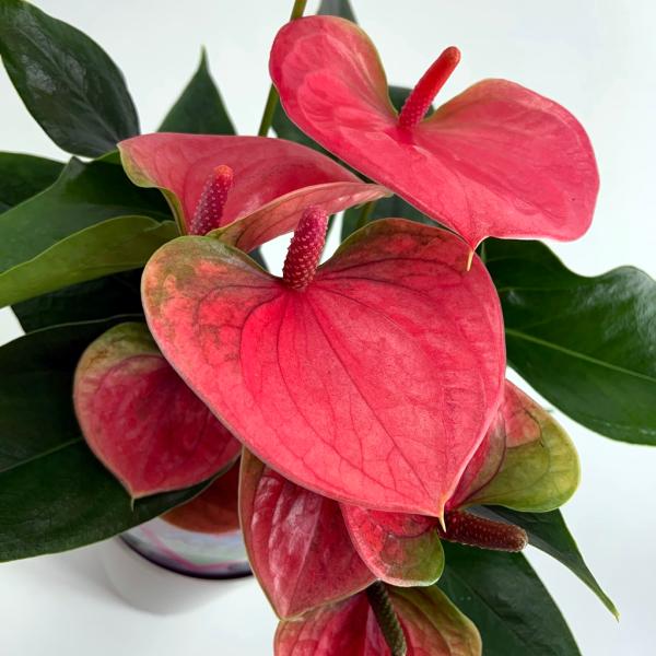 すずりん様 テラヘルツパーム♡握り石No.1603 再入荷 すずりん様 テラヘルツパーム♡握り石No.1603 再入荷 カインズ