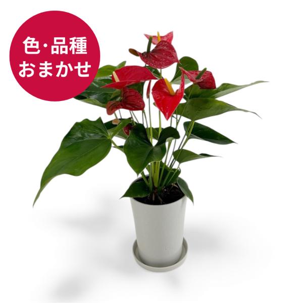 ANTHICALのアンスリウムブランド「愛んすりうむ」の6号鉢の色・品種おまかせタイプです。生花店など全国の店舗で販売されているアンスリウムを直接お届けします。お値打ち価格にしている分、色や品種の指定はできません。※ANTHICALについて...