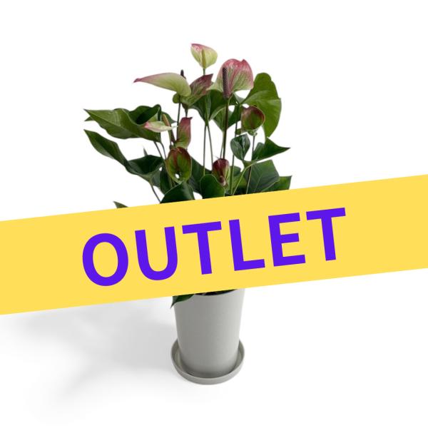 ANTHICALのアンスリウムブランド「愛んすりうむ」の6号鉢のアウトレット版です。生産過程で生まれる、花数やボリュームが出荷基準に満たない株をお得にお届けします。他の株と同じように育てているため、葉付きや株の状態は良いですが、花数は正規品...