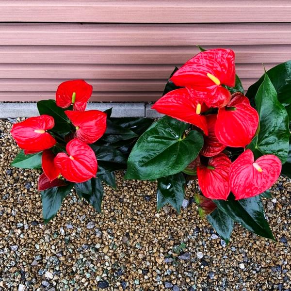 アウトレット 6号一鉢1980円 4鉢まで送料一律 品種指定ok 滋賀県アンスリウム アンスリューム 愛んすりうむ 6号サイズ 高さ60cm幅25cm Buyee 日本代购平台 产品购物网站大全 Buyee一站式代购 Bot Online