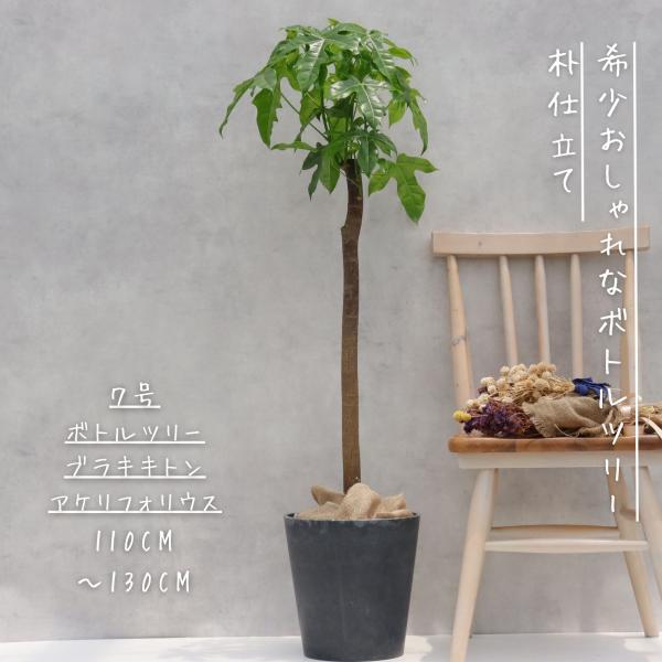 ボトルツリー アケリフォリウス ブラキキトン 朴もの 朴仕立て お祝い