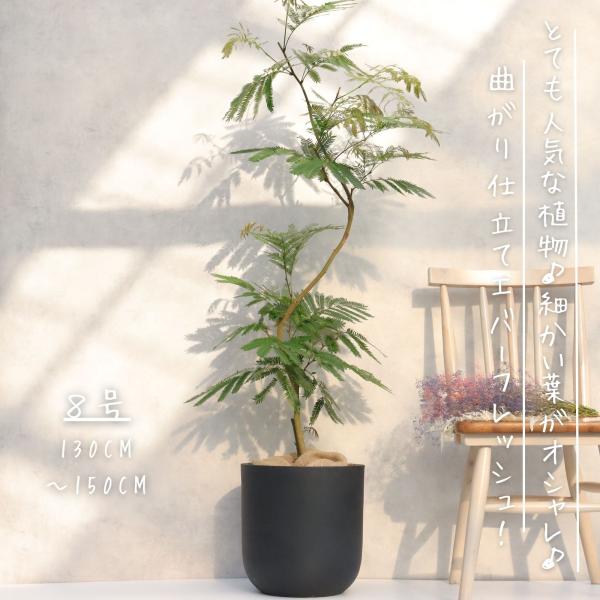 とても人気な観葉植物 エバーフレッシュ 曲がり ８号 です♪とても爽やかでオシャレな雰囲気で、１鉢あるだけでお部屋やオフィスがオシャレになります(*^^*)エバーフレッシュは就眠運動といい、夜になると葉をとじて、朝になるとまた葉を広げて動き...