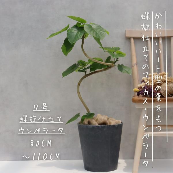 【バランス良い樹形♥】フィカス ウンベラータ 曲がり ゴムの木 benriyanet_unberasen7