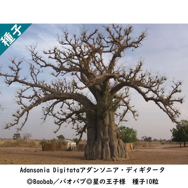 多肉植物 種子 種 アダンソニア ディギタータ Adansonia Digitata バオバブ Baobab 星の王子様 種子10粒 Adansonia Digitata 10 Berry P 通販 Yahoo ショッピング