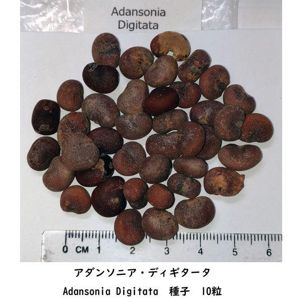 多肉植物 種子 Adansonia Digitata Baobab アダンソニア ディギタータ バオバブ 星の王子様 種 種子10粒 人気大割引 種