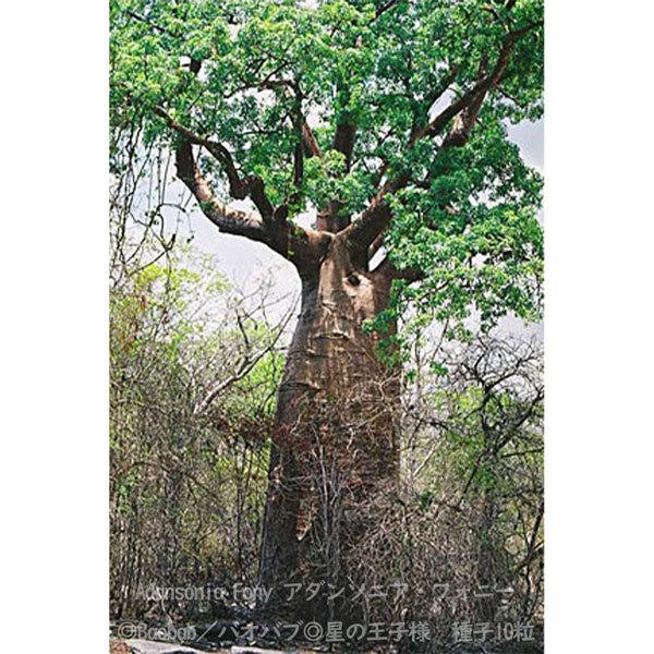 多肉植物 種子 種 アダンソニア フォニー Adansonia Fony バオバブ Baobab 星の王子様 種子10粒 Adansonia Fony 10 Berry P 通販 Yahoo ショッピング