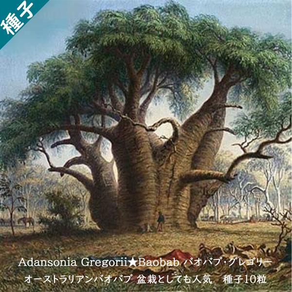 多肉植物 種子 種 アダンソニア グレゴリー Adansonia Gregorii バオバブ Baobab 盆栽 種子10粒 Adansonia Gregorii 10 Berry P 通販 Yahoo ショッピング