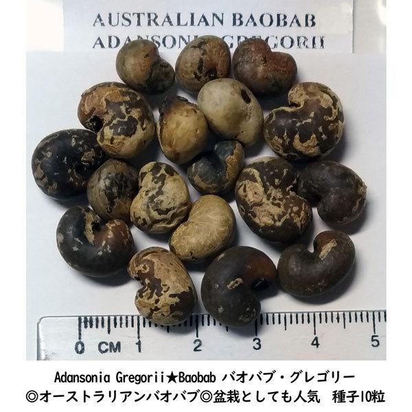 大人気 アウトレット Adansonia Gregorii オーストラリアンバオバブ 種子 10粒 Cb1a0e64 安心のメーカー直販 Pn Batam Go Id
