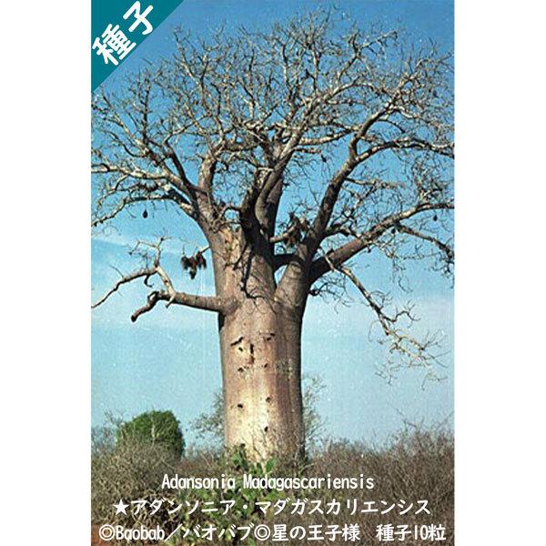 多肉植物 種子 種 アダンソニア マダガスカリエンシス Adansonia Madagascariensis バオバブ Baobab 盆栽 星の王子様 種子10粒 Adansonia Madagascariensis 10 Berry P 通販 Yahoo ショッピング