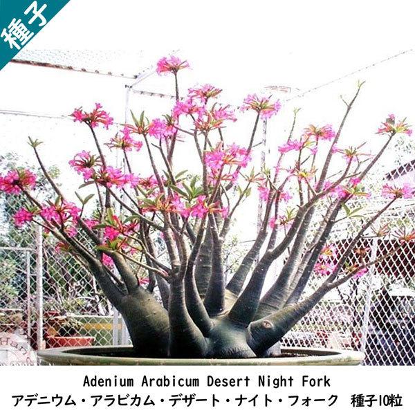 【商品情報】［商品名］Adenium Arabicum Desert Night Fork アデニウム アラビカム デザート ナイト フォーク   種子10粒［商品説明］学名 : Adenium Arabicum Desert Night ...