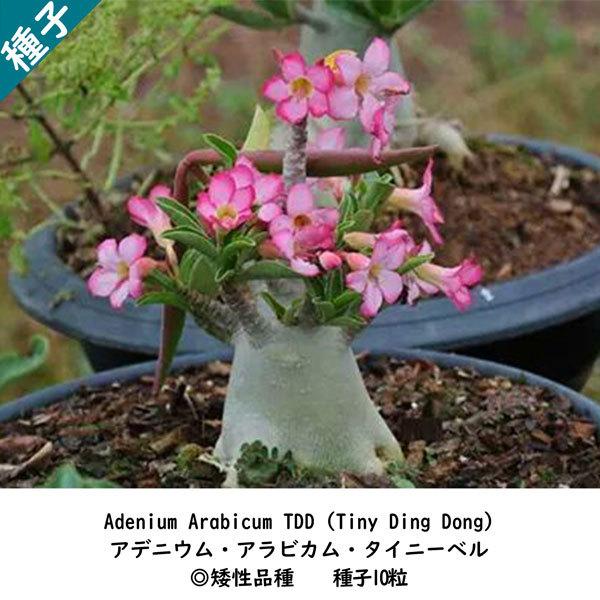 多肉植物 塊根植物 種子 種 アデニウム アラビカム タイニーベル Adenium Arabicum TDD キョウチクトウ科 種子10粒 : adenium-arabicum-TDD-10:BerryP - 通販 - Yahoo!ショッピング 多肉植物 塊根植物 種子 種 アデニウム アラビカム タイニーベル Adenium Arabicum TDD キョウチクトウ科 種子10粒 : adenium-arabicum-TDD-10:BerryP - 通販 - Yahoo!ショッピング