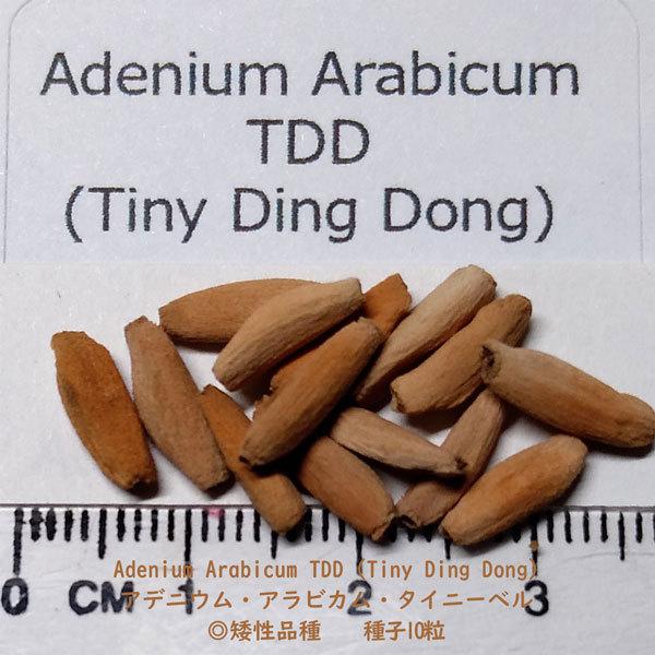 多肉植物 塊根植物 種子 種 アデニウム アラビカム タイニーベル Adenium Arabicum TDD キョウチクトウ科 種子10粒 : adenium-arabicum-TDD-10:BerryP - 通販 - Yahoo!ショッピング 多肉植物 塊根植物 種子 種 アデニウム アラビカム タイニーベル Adenium Arabicum TDD キョウチクトウ科 種子10粒 : adenium-arabicum-TDD-10:BerryP - 通販 - Yahoo!ショッピング