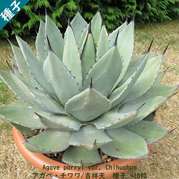 多肉植物 種子 種 Agave Parryi Var Chihuahua アガベ チワワ 吉祥天 メキシコ ツルボラン科 リュウゼツラン属 種子10粒 Agave Chihuahua 10 Berry P 通販 Yahoo ショッピング