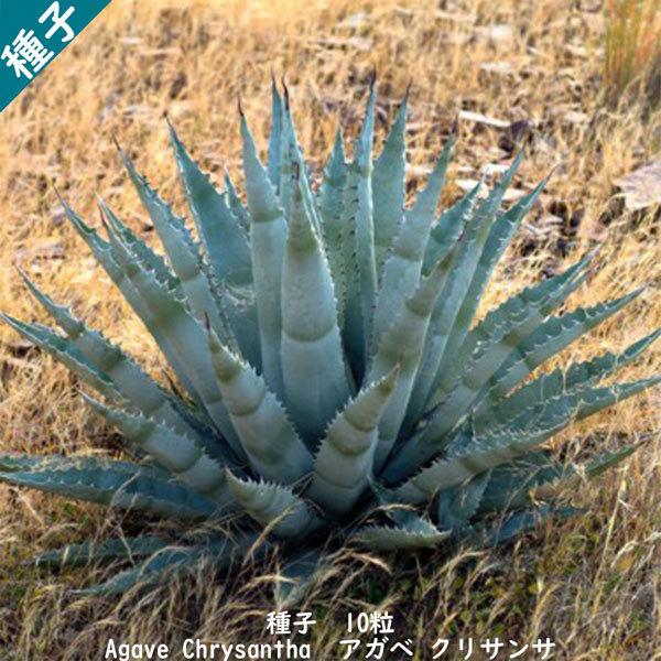 多肉植物 種子 種 アガベ クリサンサ Agave Chrysantha ツルボラン科 リュウゼツラン属 種子10粒 Agave Chrysantha 10 Berry P 通販 Yahoo ショッピング