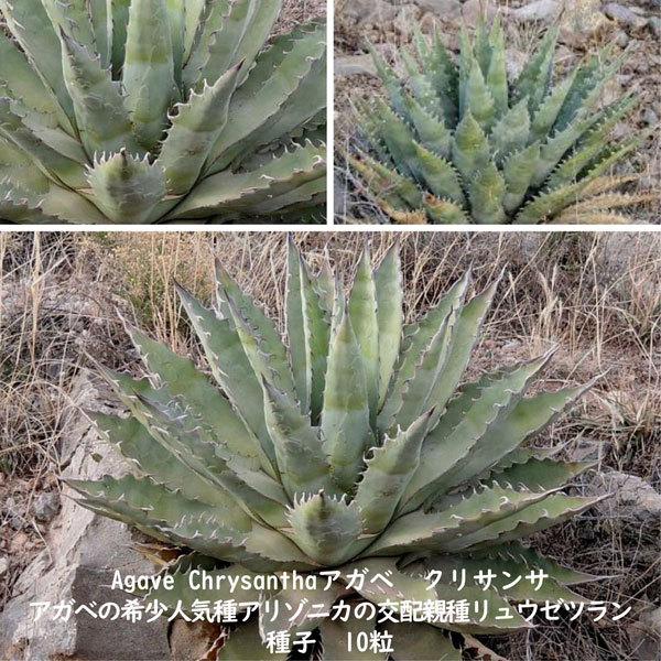 多肉植物 種子 種 アガベ クリサンサ Agave Chrysantha ツルボラン科 リュウゼツラン属 種子10粒 Agave Chrysantha 10 Berry P 通販 Yahoo ショッピング