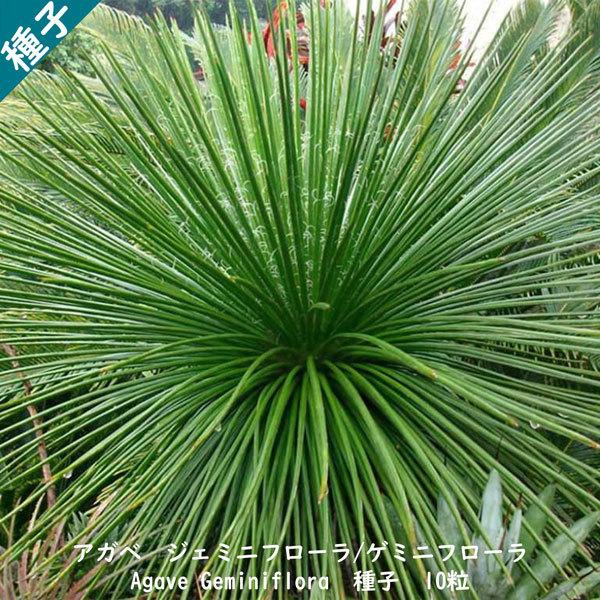 学名 : Agave Geminiflora の輸入種子、10粒です。アガベは薬用リュウゼツラン属ツルボラン科の植物で、一部の種類はワシントン条約附属書I及びIIに属する希少植物です。Agave Geminifloraは、白いフィラメントを...