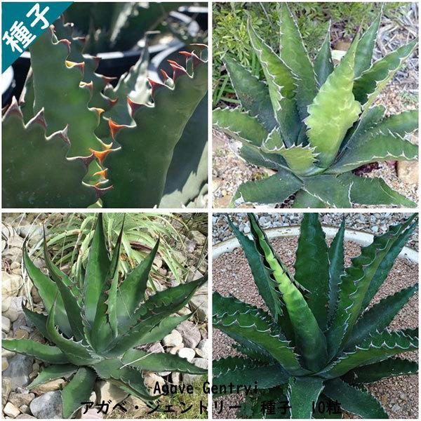 多肉植物 種子 種 アガベ ジェントリー Agave Gentry ツルボラン科 リュウゼツラン属 種子10粒 Agave Gentryi 10 Berry P 通販 Yahoo ショッピング