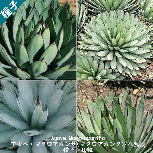 多肉植物 種子 種 Agave Macroacantha アガベ マクロアカンサ マクロアカンタ ツルボラン科 リュウゼツラン属 八荒殿 種子10粒 Agave Macroacantha 10 Berry P 通販 Yahoo ショッピング