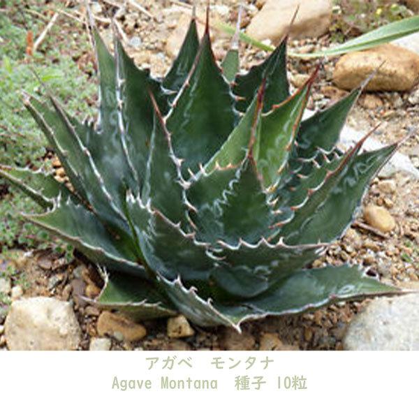 多肉植物 種子 Agave Montana アガベ ツルボラン科 モンタナ リュウゼツラン属 種 種子10粒 66 Off 種