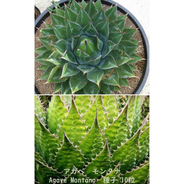 多肉植物 種子 Agave Montana アガベ ツルボラン科 モンタナ リュウゼツラン属 種 種子10粒 66 Off 種