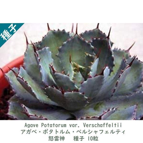 多肉植物 種子 種 アガベ パリー ポタトルム ベルシャフェルティ Agave Potatorum Var Verschaffeltii 怒雷神 種子10粒 Agave Potatorum Var Verschaffeltii 10 Berry P 通販 Yahoo ショッピング