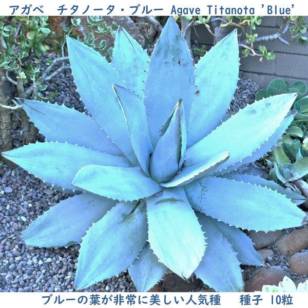 多肉植物 種子 種 アガベ チタノータ ブルー Agave Titanota Blue ツルボラン科 リュウゼツラン属 種子10粒 Agave Titanota Blue 10 Berry P 通販 Yahoo ショッピング
