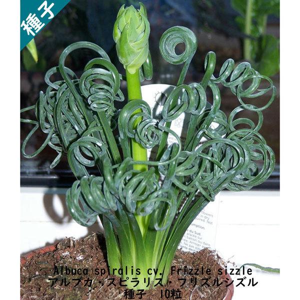 種子 種 Albuca spiralis cv Frizzle sizzle アルブカ スピラリス