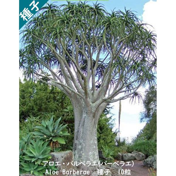 学名 : Aloe Barberae の種子、10粒です。アロエは薬用や食用としてお馴染みの多肉植物ですが、世界にはその種類は300種とも400種とも言われていて、全種がワシントン条約附属書I及びIIに属する希少植物です。夏降雨地域の峡谷や...