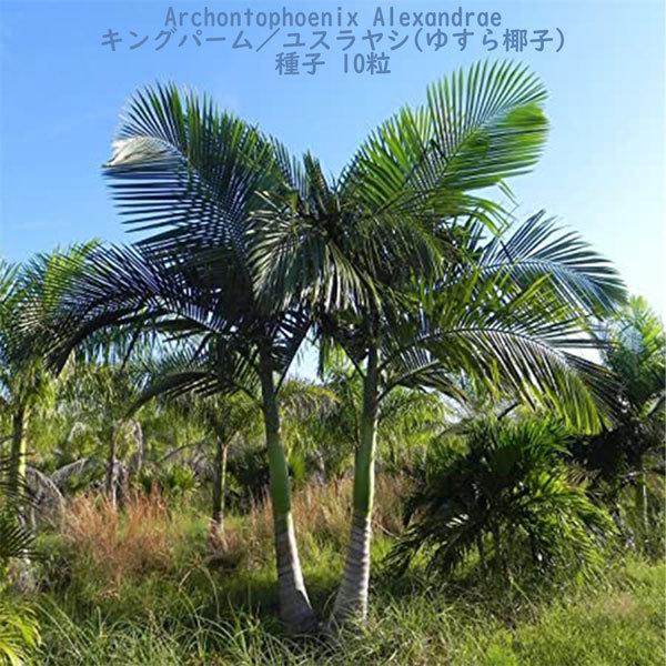 ヤシの木　約3.8M　ユスラヤシモドキ　バンガローパーム　ユスラヤシ　引取り限定 ヤシの木 約3.7M ユスラヤシモドキ バンガローパーム ユスラヤシ
