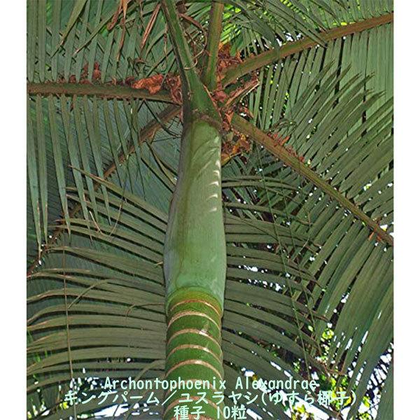 観葉植物 種子 種 Archontophoenix Alexandrae キングパーム