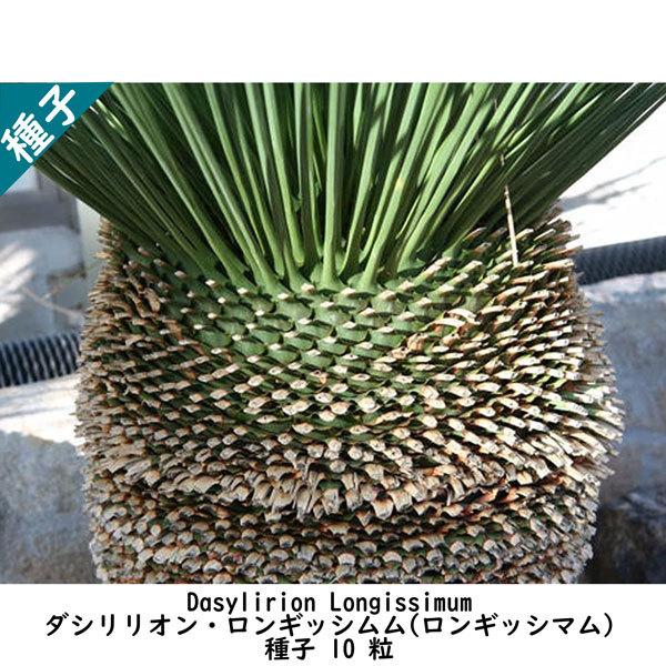 ダシリリオン ロンギッシマム