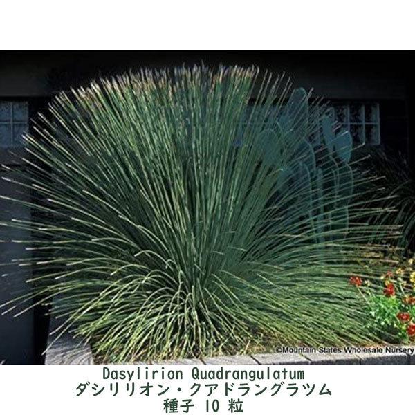 種子 種 Dasylirion Quadrangulatum ダシリリオン クアドラング 種子 種 Dasylirion Quadrangulatum ダシリリオン クアドラング