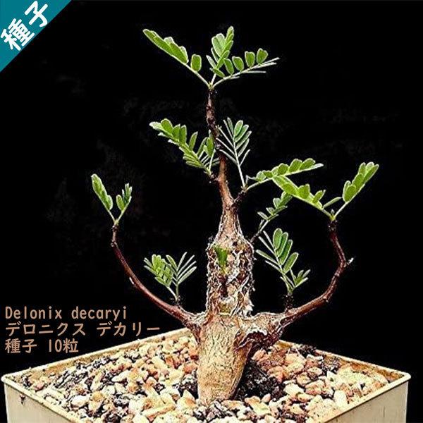 【現品】デロニクス・デカリー　Delonix decaryi　10号　４T番 現品】デロニクス・デカリー Delonix decaryi 10号 4T番 - メルカリ