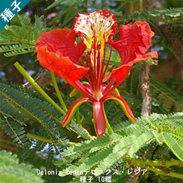 種子 種 Delonix Regia デロニクス レジア 世界三大花木 鳳凰木