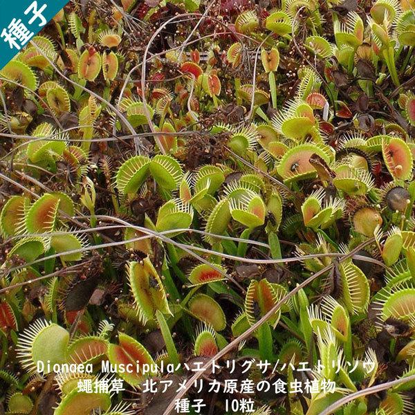 種子 種 Dionaea Muscipula ハエトリグサ ハエトリソウ 蠅捕草 食虫植物 種子10粒 Dionaea Muscipula 10 Berry P 通販 Yahoo ショッピング
