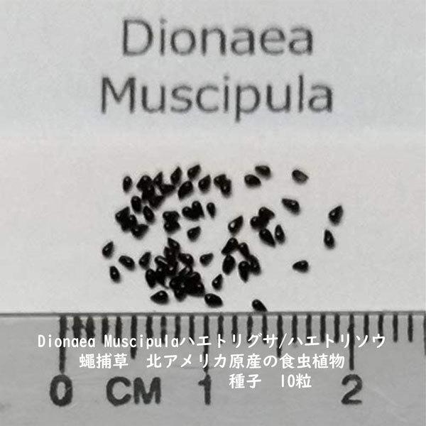 種子 種 Dionaea Muscipula ハエトリグサ ハエトリソウ 蠅捕草 食虫植物 種子10粒 Dionaea Muscipula 10 Berry P 通販 Yahoo ショッピング